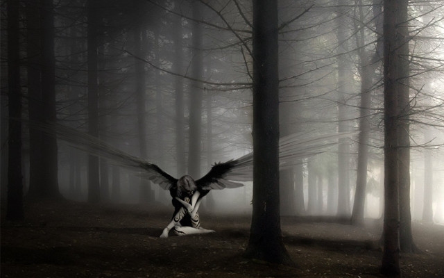Bird flying forest foggy day free wallpaper - medium preview image