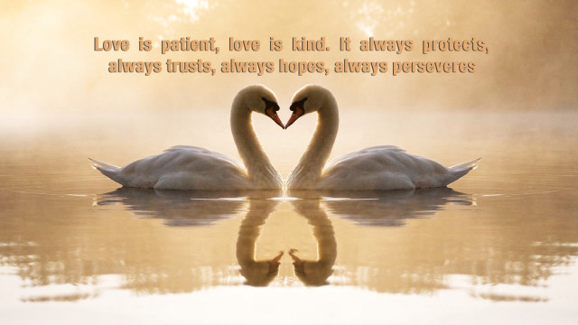 Swans heart shape water neck free wallpaper - medium preview image