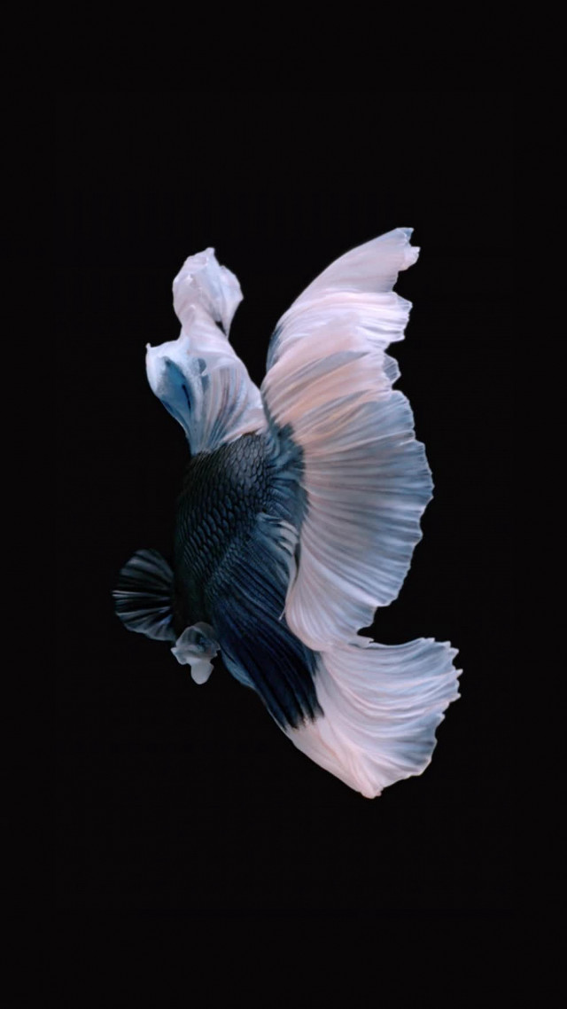 White blue fish holography photorealistic free wallpaper - medium preview image