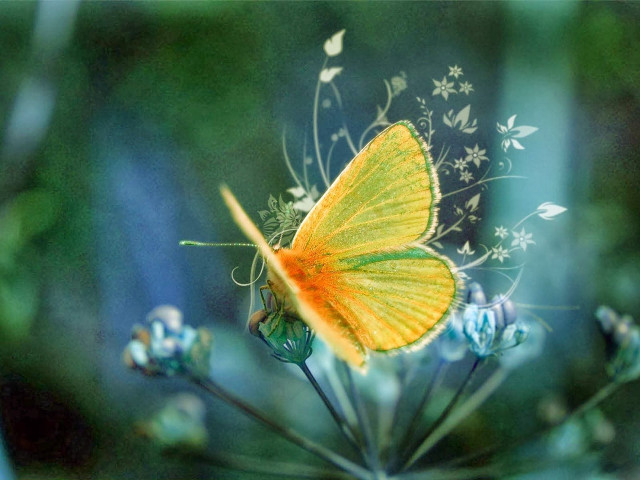 Yellow butterfly flower field blue #2 free wallpaper - medium preview image