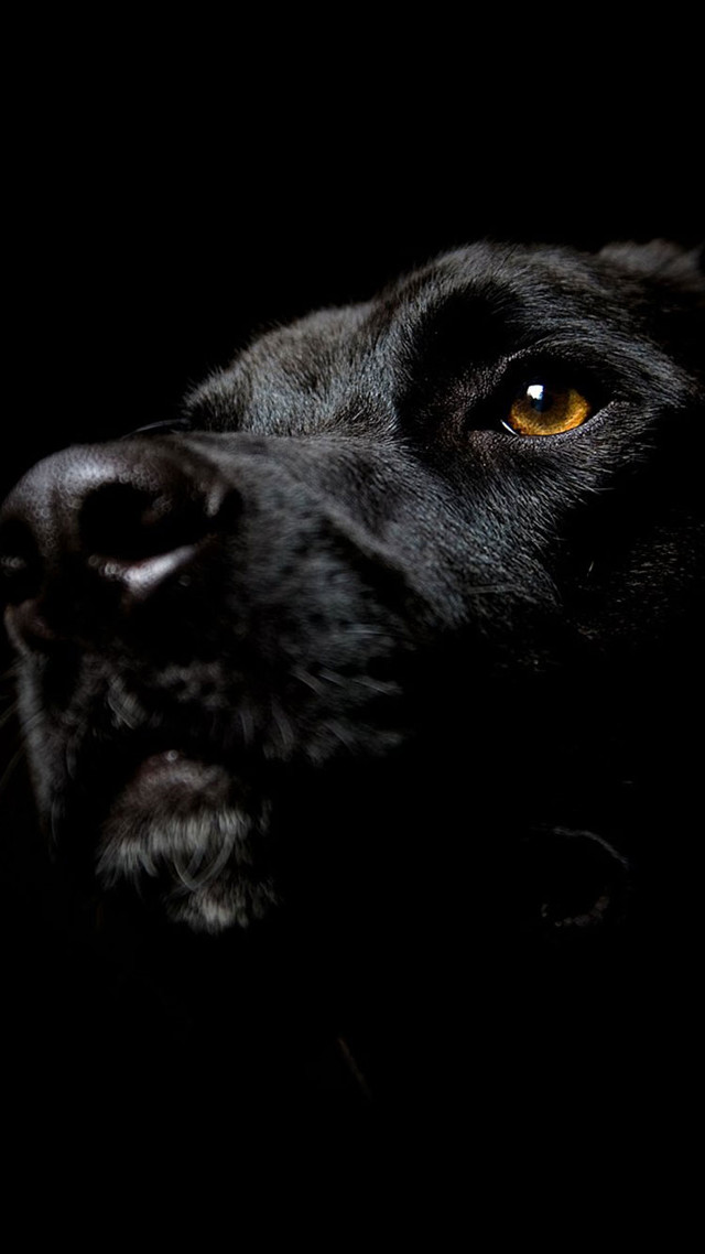 Black dog yellow eye looking free wallpaper - medium preview image