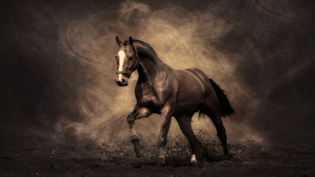Horse running field dust bird free wallpaper - medium preview image