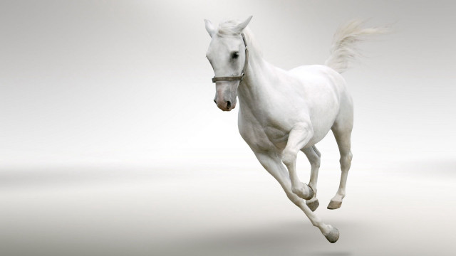 White horse running light background free wallpaper - medium preview image