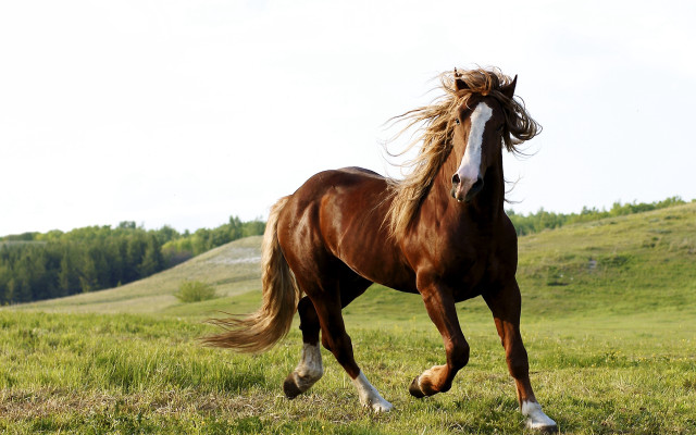 Horse running field trees sky free wallpaper - medium preview image