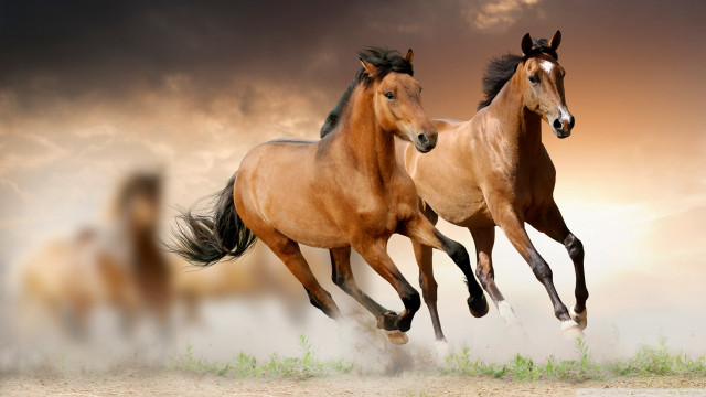 Horses running in air cloudy free wallpaper - medium preview image