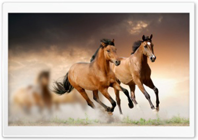 Two horses running sky background free wallpaper - medium preview image