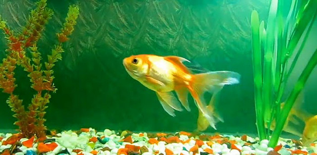 Fish aquarium plants rocks gravel free wallpaper - medium preview image