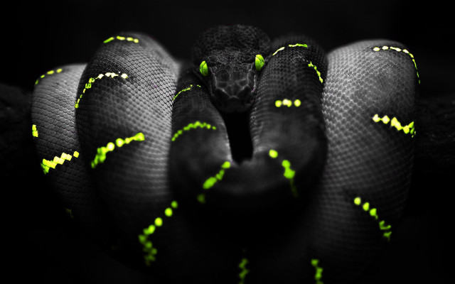 Black green snake yellow stripes free wallpaper - medium preview image