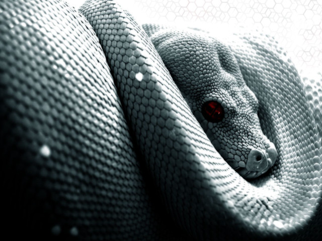 Snake wrapped pillow red eyes free wallpaper - medium preview image