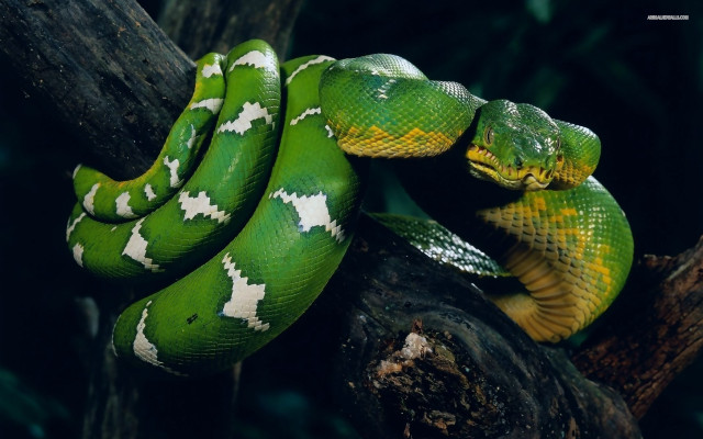 Green snake curled up branch #3 free wallpaper - medium preview image