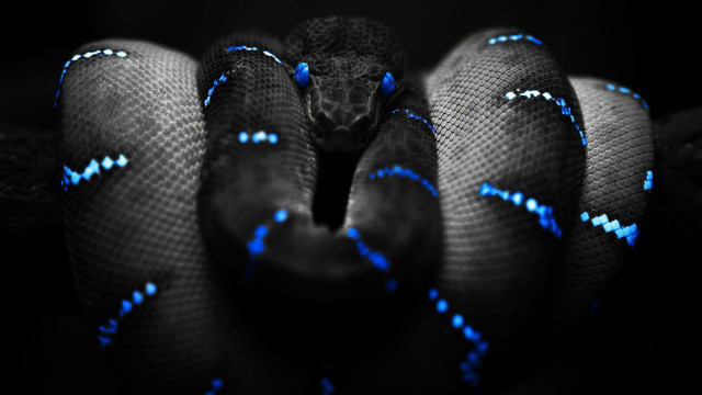 Blue black snake head turned #6 free wallpaper - medium preview image