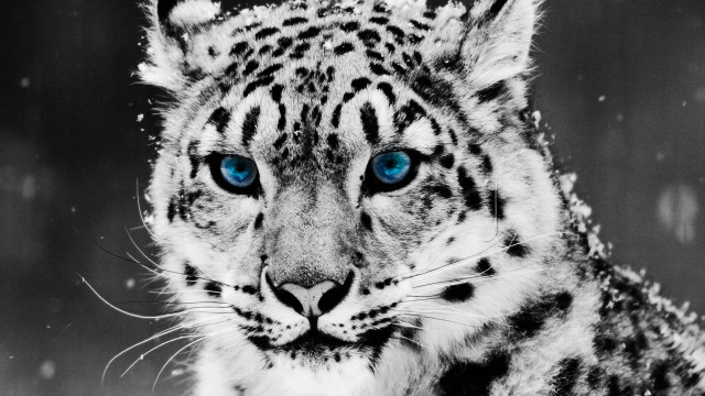 Snow leopard blue eyes nightsky free wallpaper - medium preview image