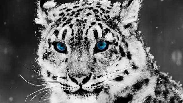 Snow leopard blue eyes snowflakes #3 free wallpaper - medium preview image