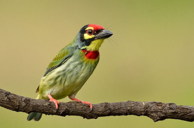 Colorful bird red head yellow free wallpaper - medium preview image