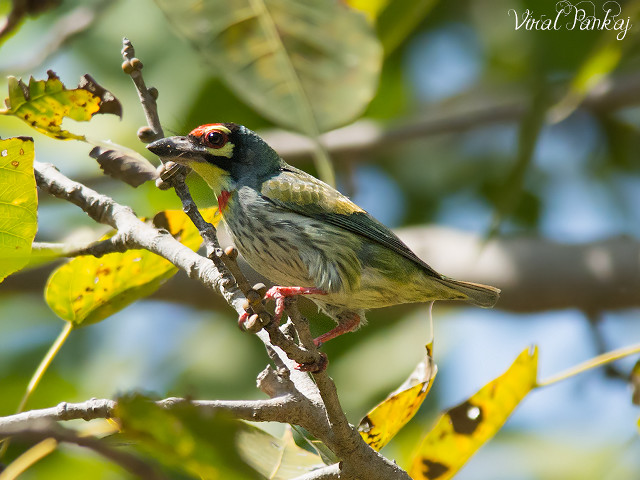 Bird branch bug leaf blue free wallpaper - medium preview image