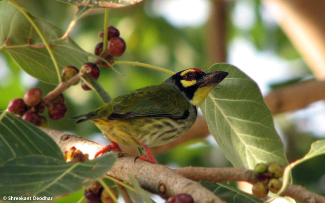 Small bird branch berries leaves free wallpaper - medium preview image