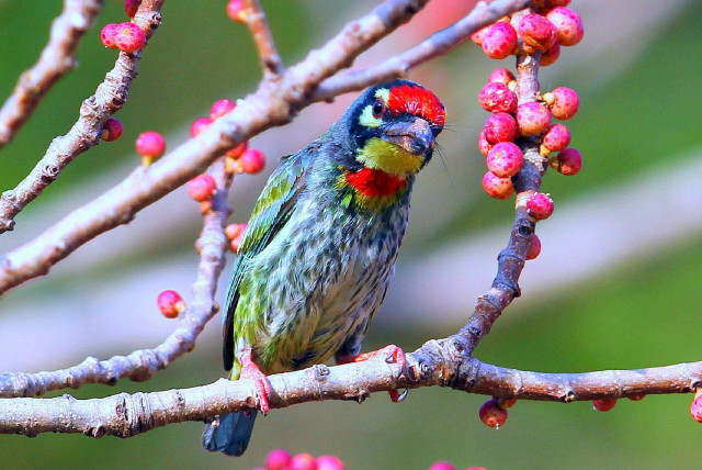 Bird branch berries green red free wallpaper - medium preview image