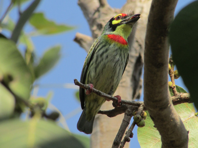 Red yellow bird branch tree free wallpaper - medium preview image