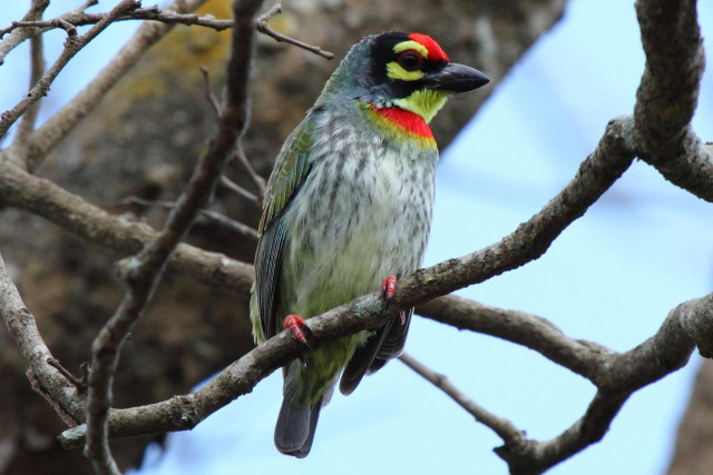Bird red yellow green branch free wallpaper - medium preview image