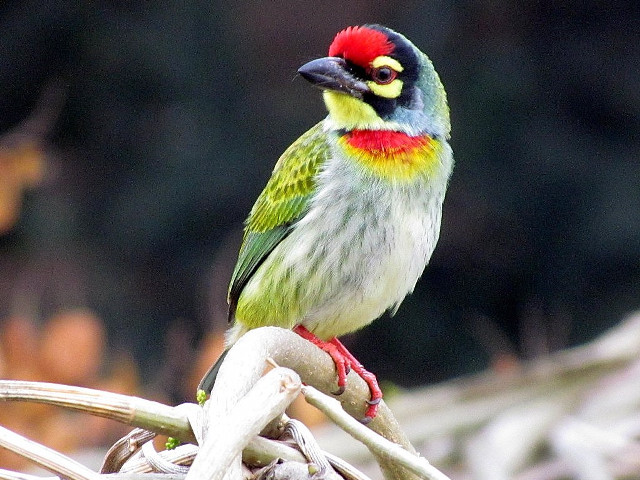 Colorful bird perched branch forest #2 free wallpaper - medium preview image