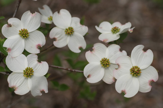 White flowers green leaves woods free wallpaper - medium preview image