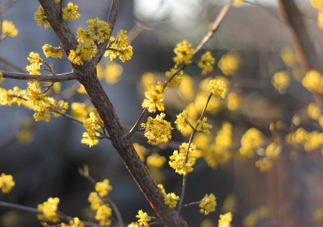 Tree yellow flowers closeup autumn free wallpaper - medium preview image