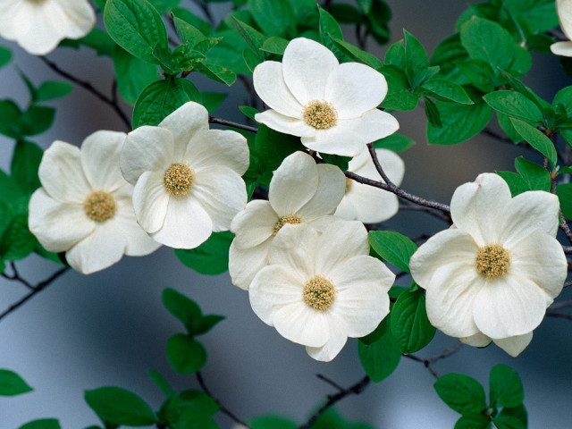White flowers tree branch green free wallpaper - medium preview image