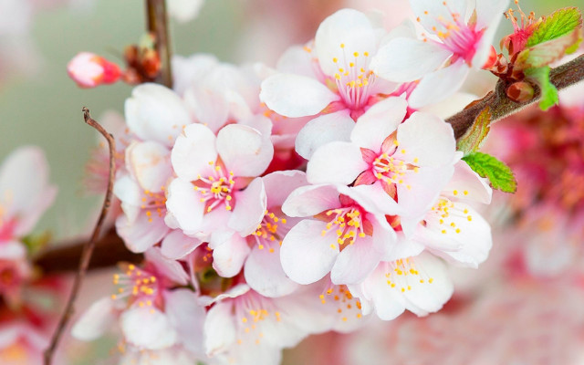 Branch flowers leaf macro spring free wallpaper - medium preview image