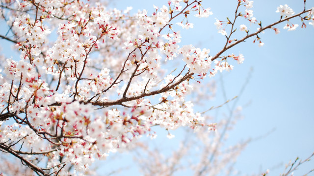 Tree white flowers blue sky #6 free wallpaper - medium preview image