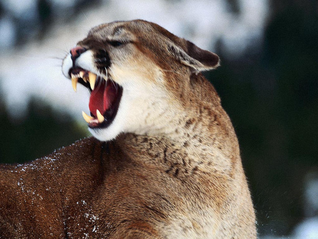 Cat closeup mouth wide open free wallpaper - medium preview image