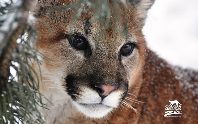 Mountainlion snow pinetree portrait blurry free wallpaper - medium preview image