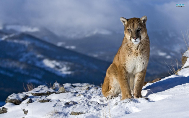 Mountain lion snow covered hill free wallpaper - medium preview image