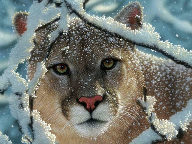 Mountain lion snow covered branches free wallpaper - medium preview image