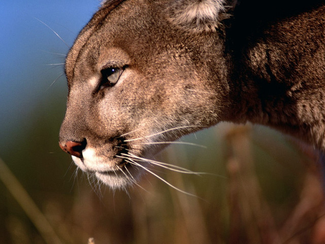 Mountain lion close up blurry free wallpaper for desktop - medium preview image