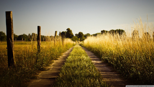 Dirt road field tallgrass trees free wallpaper - medium preview image