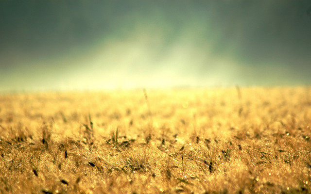 Grass sun clouds bird flying free wallpaper - medium preview image