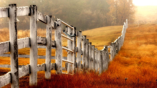 Wooden fence bird fog autumn free wallpaper - medium preview image