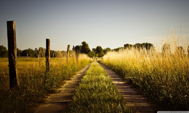 Dirt road field tallgrass trees #2 free wallpaper - medium preview image