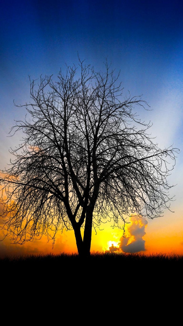 Bare tree sunset field blue free wallpaper - medium preview image