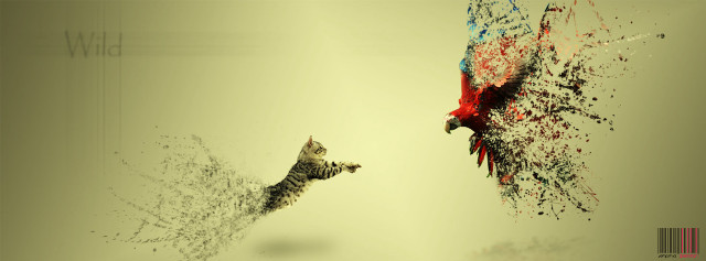 Cat chasing bird surreal digital free wallpaper - medium preview image