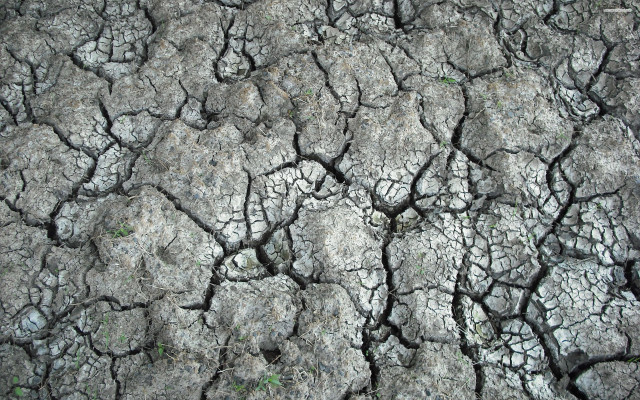 Cracked tree trunk grass growing free wallpaper - medium preview image