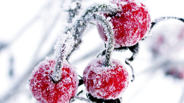 Red apples snow branch leaves free wallpaper - medium preview image