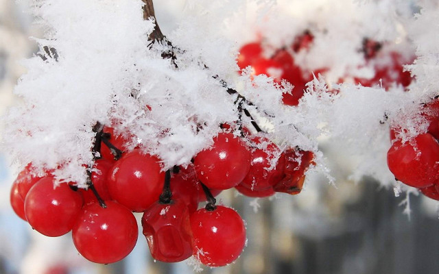 Red berries snow ice branches free wallpaper - medium preview image