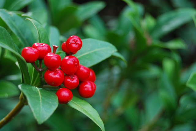 Red berries green leaves water free wallpaper - medium preview image