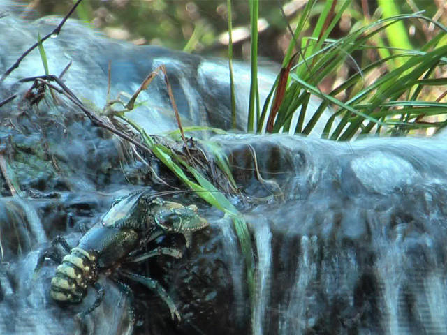 Frog rock stream grass plant free wallpaper - medium preview image