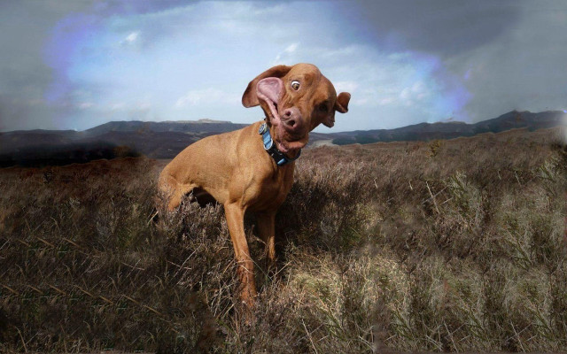 Dog standing field cloudy sky free wallpaper for desktop - medium preview image