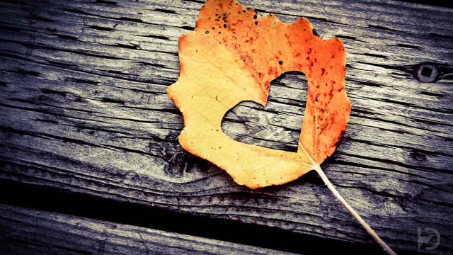 Leaf wooden surface hole romantic free wallpaper - medium preview image