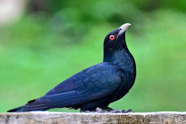 Black bird red eye wooden free wallpaper - medium preview image