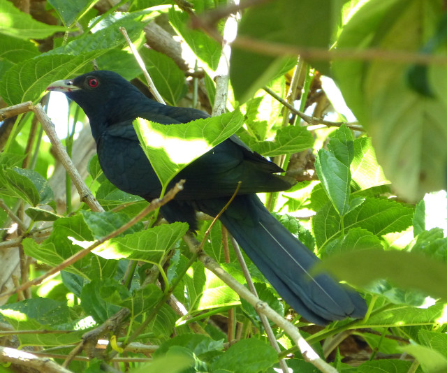 Black bird branch tree leaves #2 free wallpaper - medium preview image