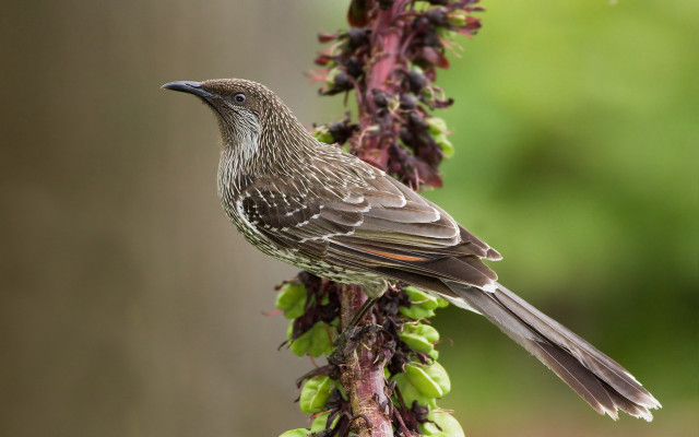 Bird perched branch plant flowers free wallpaper - medium preview image